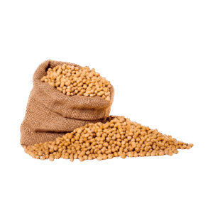 Soyabean